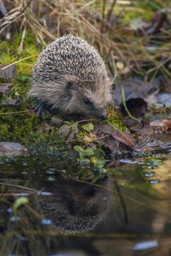 Erinaceus europaeus, hedgehog, insectivora, insectivora, insectivora, high size, portrait, mammals, prickly, mammals