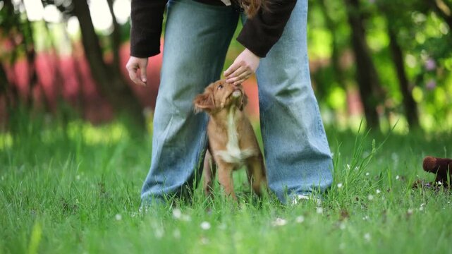 Girl Trains And Feeds Adorable Nova Scotia Duck Tolling Retriever Puppy