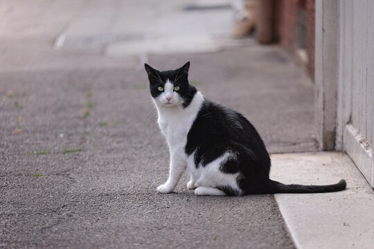 Tuxedo cat is sitting on the sidewalk and looks funny at camera. Horizontal image with selective focus.	