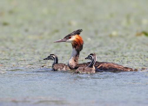 An adult great crested grebe swimming with two striped chicks alongside it in duckweed.