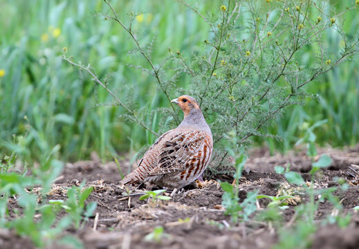 A grey partridge looking back over its shoulder while walking on farm soil.