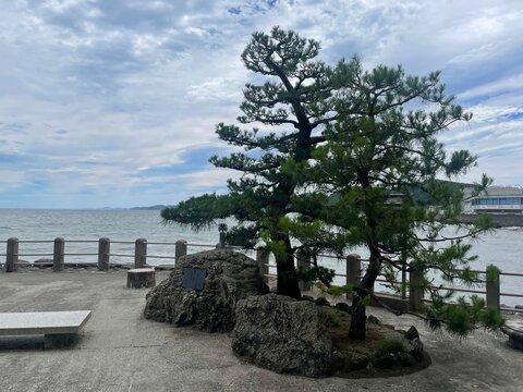 三重県二見浦の契りの松