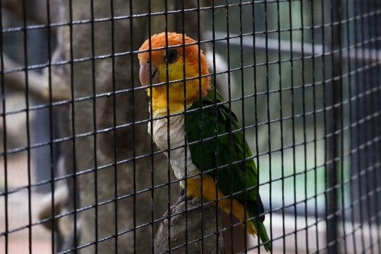 White-Bellied Caique Parrot Inside a Wire Cage