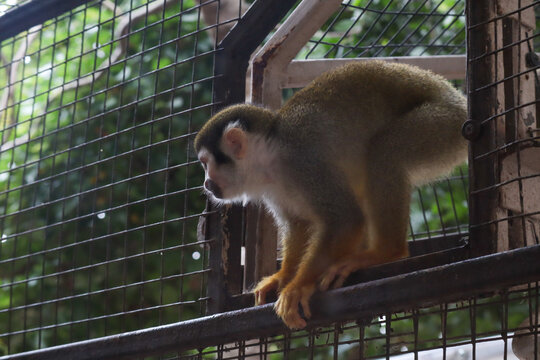 A common squirrel monkey perched on a metal bar inside an enclosure with a wire mesh fence and green foliage