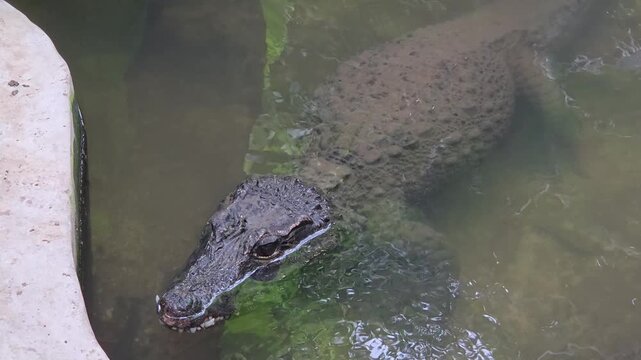 African Dwarf Crocodile Floating in Shallow Water Pool