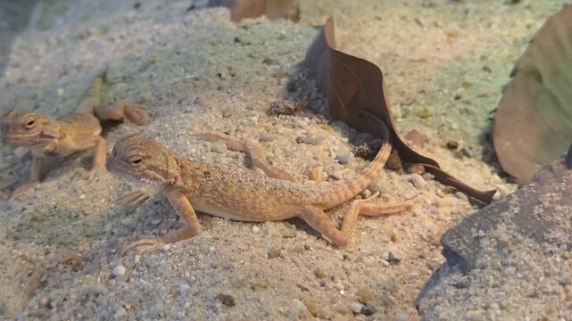 Toad-Headed Agama Lizards on Sand