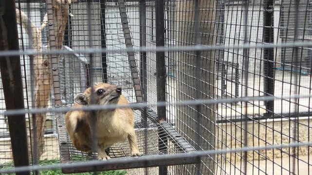Rock Hyrax Scratching Itself Inside a Wire Cage