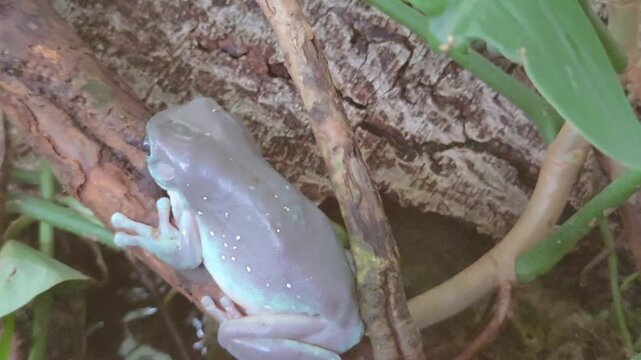 Close Up of White Tree Frog Resting on a Branch