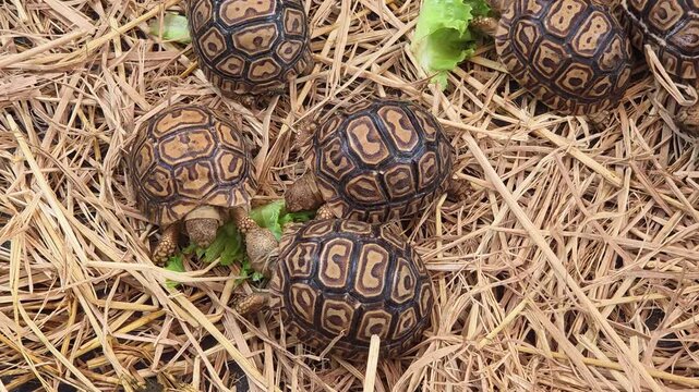 Baby Leopard Tortoises Feeding on Lettuce and Straw