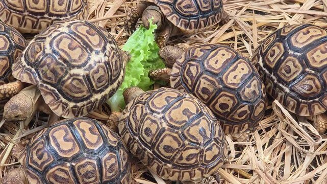 Baby Leopard Tortoises Eating Lettuce on Straw