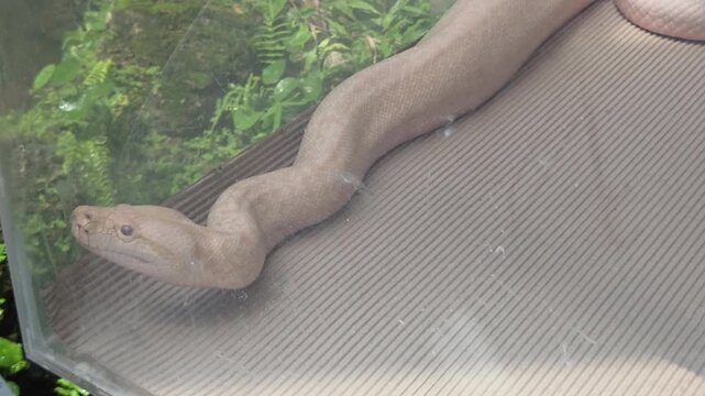 Large Leucistic Snake Slithering Inside an Enclosure