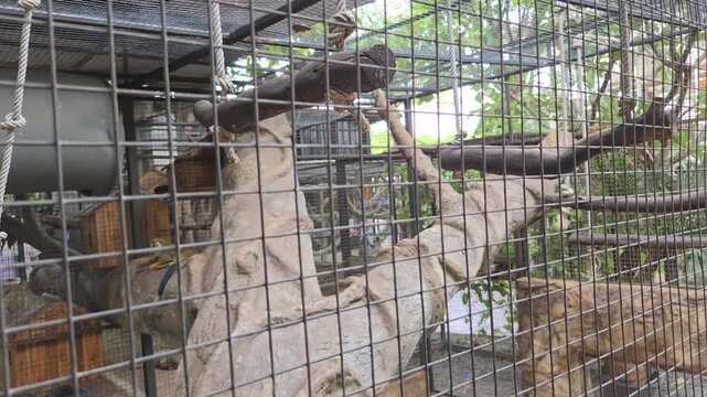 Squirrel Monkey Climbing on Wire Cage Bars