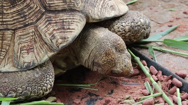 Close Up of African Leopard Tortoisee Eating Food on the Ground