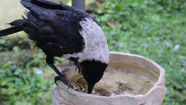 Collared Crow Drinking Water from a Bowl