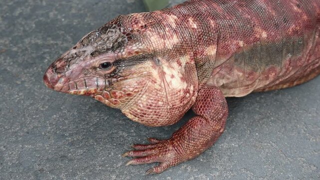 Argentine Red Tegu Lizard Protruding Tongue on Pavement