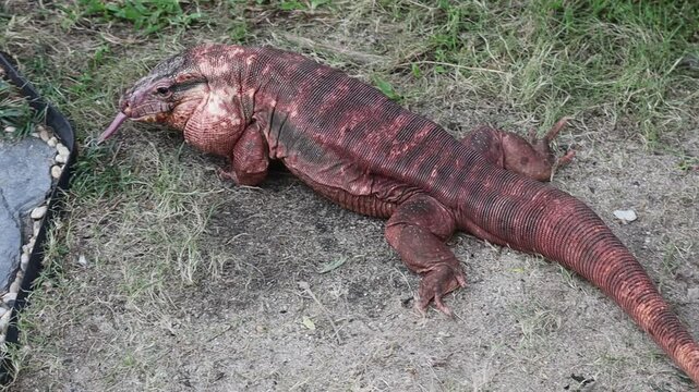 Argentine Red Tegu Lizard Walking on Ground
