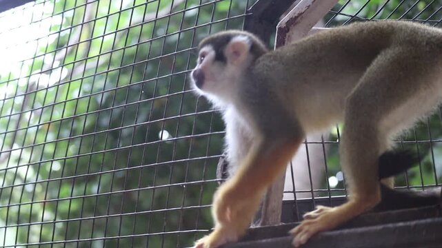 A close-up shot of a small squirrel monkey moving inside a wire mesh enclosure outdoors.