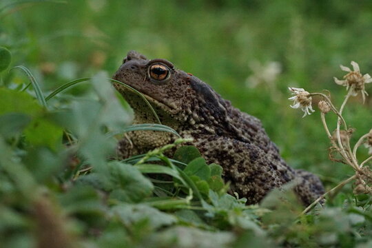 Closeup view of Common toad (Bufo bufo) in summer garden during evening. A rarity to see them in the wild.