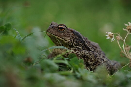 Closeup view of Common toad (Bufo bufo) in summer garden during evening. A rarity to see them in the wild.