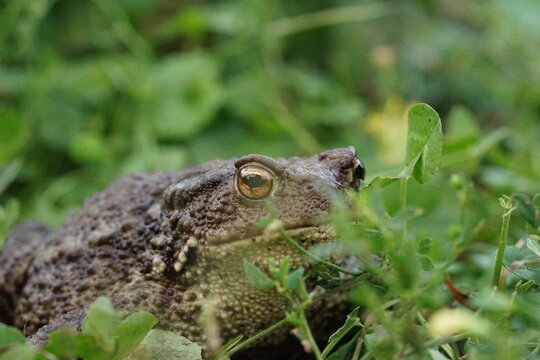 Closeup view of Common toad (Bufo bufo) in summer garden during evening. A rarity to see them in the wild.