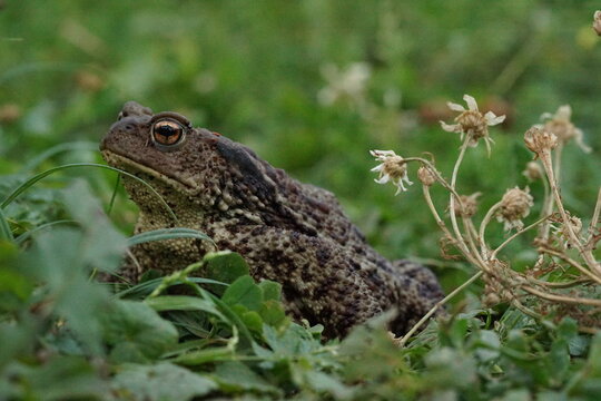 Closeup view of Common toad (Bufo bufo) in summer garden during evening. A rarity to see them in the wild.