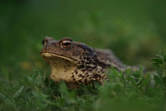 Closeup view of Common toad (Bufo bufo) in summer garden during evening. A rarity to see them in the wild.