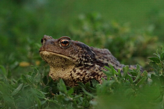 Closeup view of Common toad (Bufo bufo) in summer garden during evening. A rarity to see them in the wild.