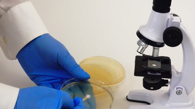 A laboratory microscope examines a nutrient agar culture as part of a biological research experiment, highlighting microbiology techniques used to study bacterial growth