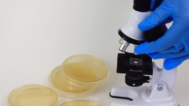 A laboratory microscope examines a nutrient agar culture as part of a biological research experiment, highlighting microbiology techniques used to study bacterial growth