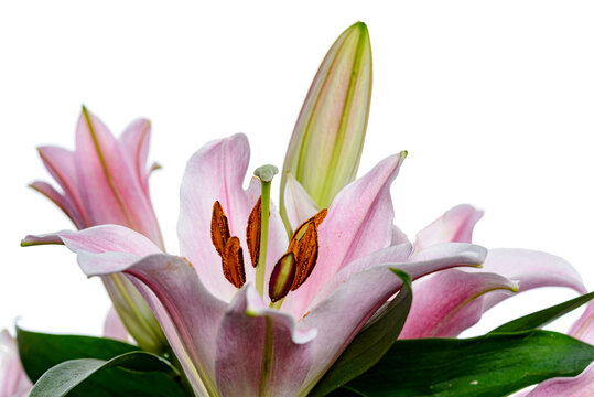 bouquet of pink lilies