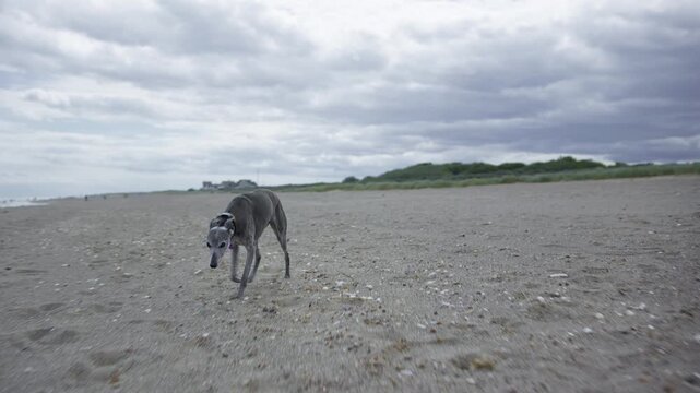 Grey 13 year old Whippet dog slow walk on the beach