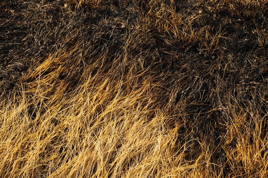 fire hazard due to careless behavior concept. Close-up view of dry grass and straw on the ground, showcasing textures and colors in a natural setting