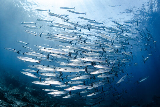 Massive school of barracuda swimming together in crystal clear water of Andaman sea. Barracuda schooling as a cyclone in Similan National Park, Thailand. Marine life predator behavior. World ocean day