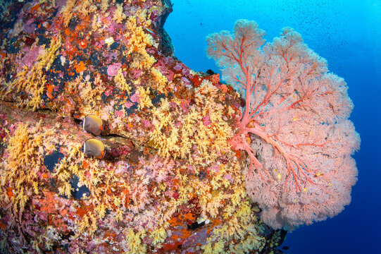 Colorful underwater landscape with pink gorgonian sea fan and yellow soft coral wall at Bon Pinnacle, one of beautiful dive sites of Andaman sea in Thailand.