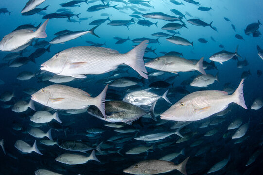 Longface emperor or long-nosed emperor fish, jackfish and rainbow runner schooling in the blue water. School of fish in Andaman sea, Thailand. Indian ocean marine life in underwater world