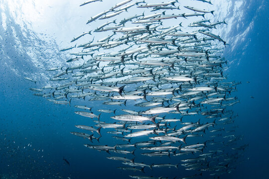 Massive school of barracuda swimming together in crystal clear water of Andaman sea. Barracuda schooling as a cyclone in Similan National Park, Thailand. Marine life predator behavior. World ocean day