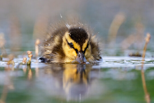 Fluffy duckling enjoys a peaceful spring swim