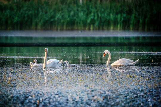 Mute swan family swims with cygnets during golden hour