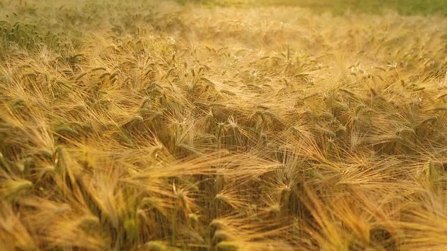 Harvest time. Agricultural industry and golden ears of barley.	

