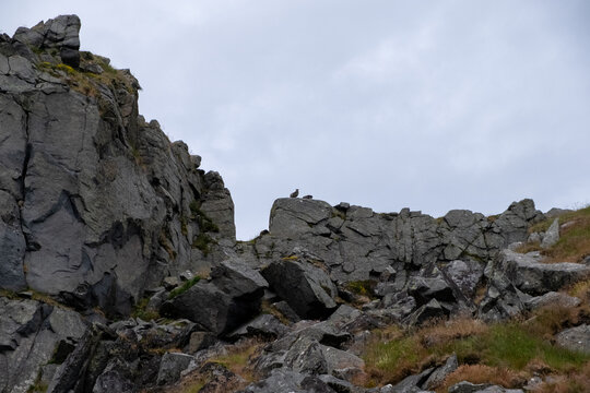 Wild Sheep on Rocky Mountain Outcrop, Runde Island, M&oslash;re og Romsdal, Norway