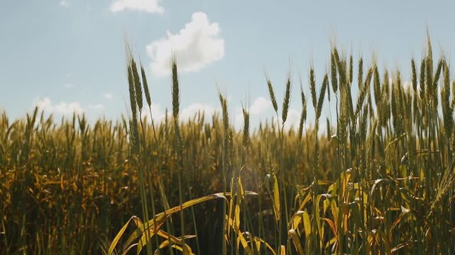 Beautiful rye field. Golden ears of rye. Cultivation of rye. Natural landscape and farming.	
