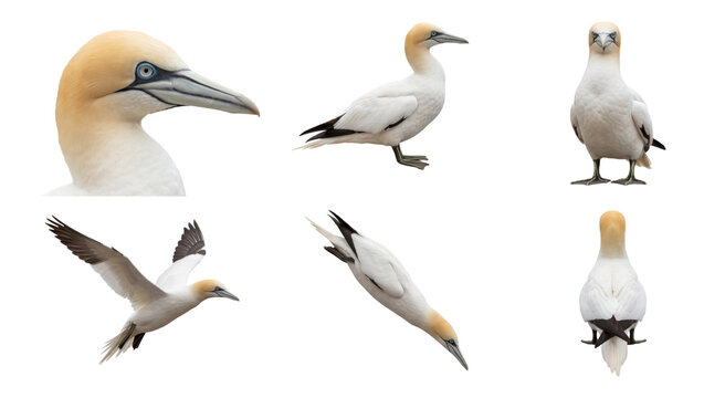 northern gannet (morus bassanus) shown perched and in flight