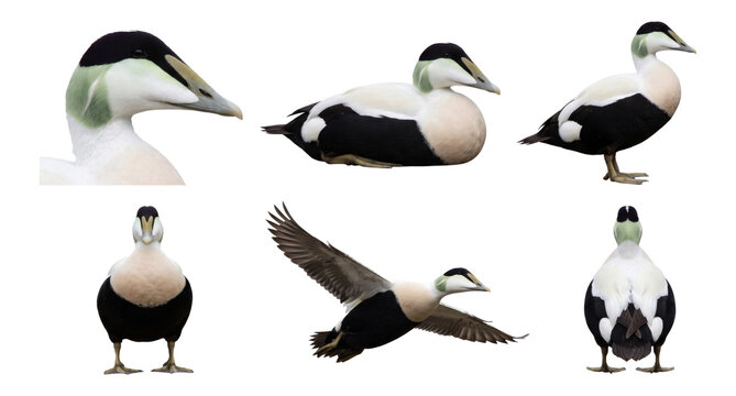 common eider (somateria mollissima) pose bundle featuring close-up and flying shots