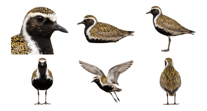 european golden plover (pluvialis apricaria) portrait, perched, and flying poses