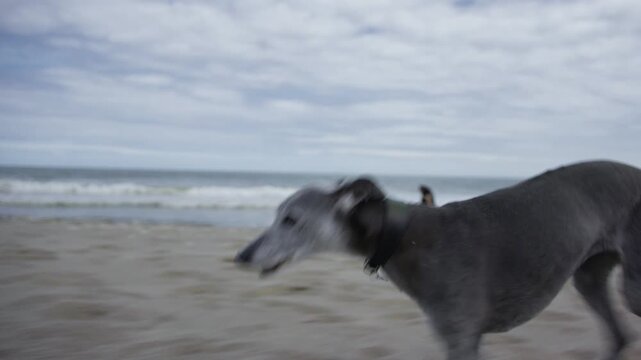 Grey 13 year old Whippet on the beach running towards and along side the camera