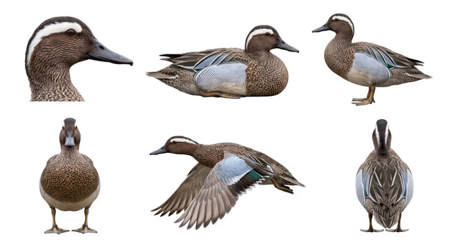 garganey (spatula querquedula) pose bundle featuring close-up and flying shots