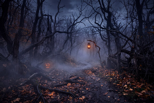 Misty forest path with fallen leaves at dusk