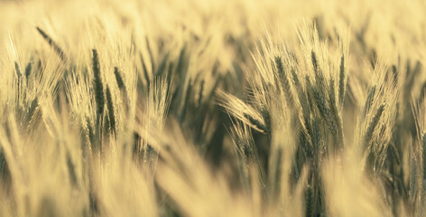 Obraz premium Golden Wheat Heads in Soft Focus Field