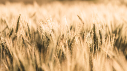 Obraz premium Golden Wheat Field Close-Up in Warm Light