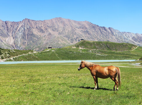 Horse in nice Alps landscape with  lake and mountain, Rifflsee in Pitztal, Austria
